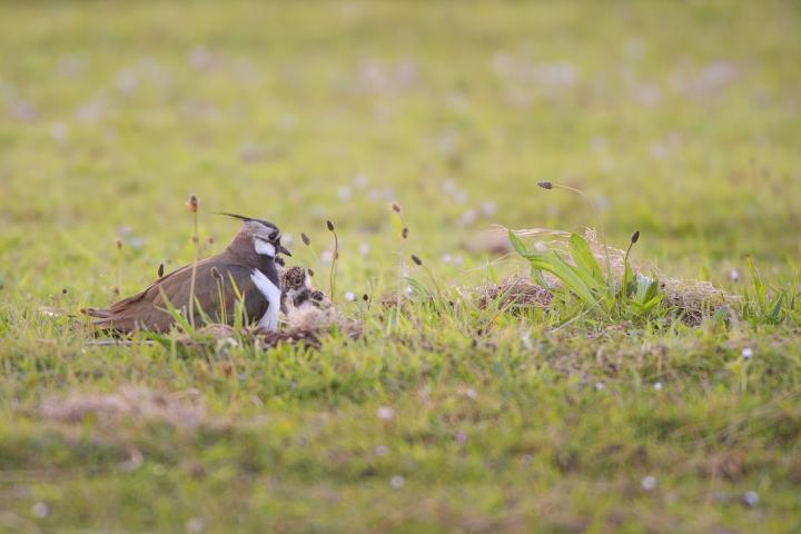 Veranderende bedrijfsvoering t.b.v. maximalisatie weidevogelpopulatie